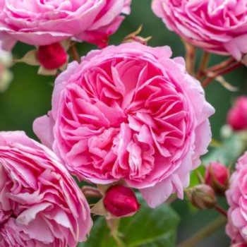 Rosa 'Penelope Lively'
