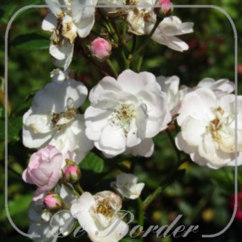 Rosa 'Perennial Blush'