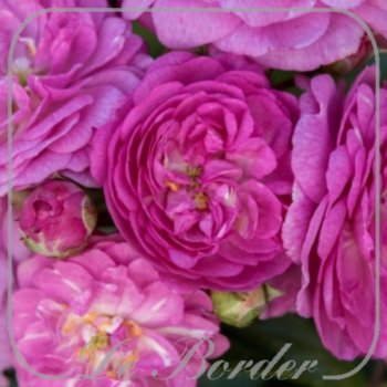 rosa-perennial-rosali-377 Rosa 'Perennial Rosali'
