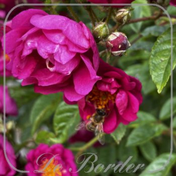 Rosa 'Perfumy Siluetta'