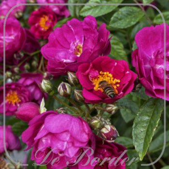 rosa-perfumy-siluetta-781 Rosa 'Perfumy Siluetta'