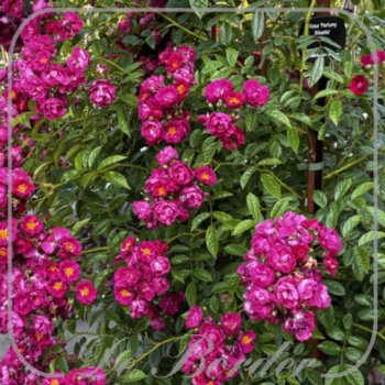 Rosa 'Perfumy Siluetta'