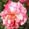 Rosa 'Philatelie'