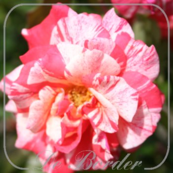 rosa-philatelie-028 Rosa 'Philatelie'