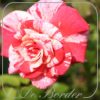 Rosa 'Philatelie'