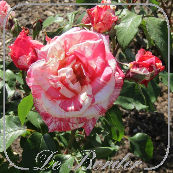rosa-philatelie-650 Rosa 'Philatelie'