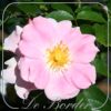 Rosa 'Pink Bassino'