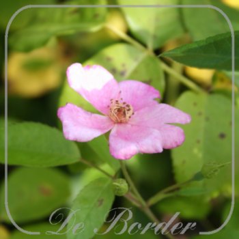 Rosa 'Piro 3'