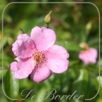 Rosa 'Piro 3'