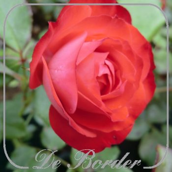 rosa-planten-und-bloomen-916 Rosa 'Planten und Bloomen'