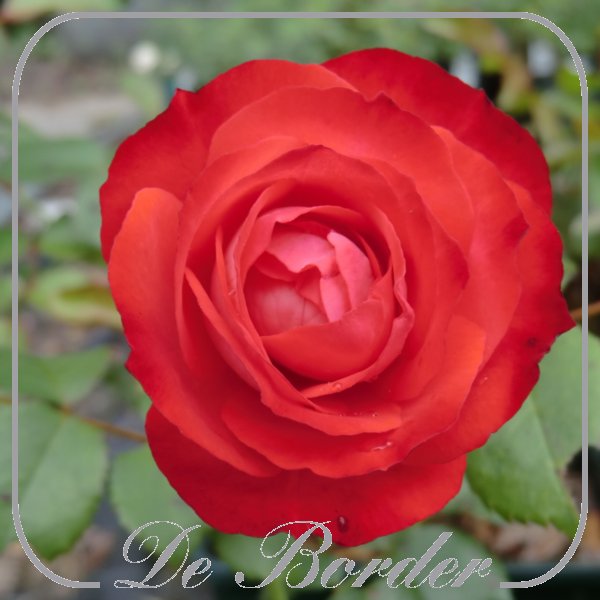 rosa-planten-und-bloomen-918 Rosa 'Planten und Bloomen'