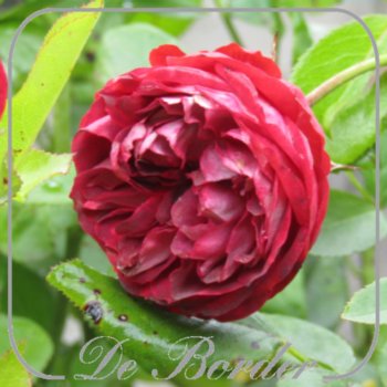 Rosa 'Pompeji'