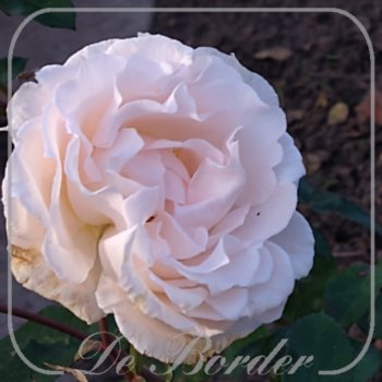Rosa 'Poustinia'