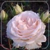 Rosa 'Poustinia'