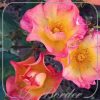 Rosa 'Pretty Sunrise'