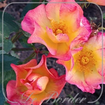 Rosa 'Pretty Sunrise'