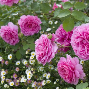 Rosa 'Princess Alexandra of Kent'