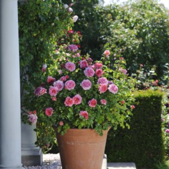 Rosa 'Princess Alexandra of Kent'
