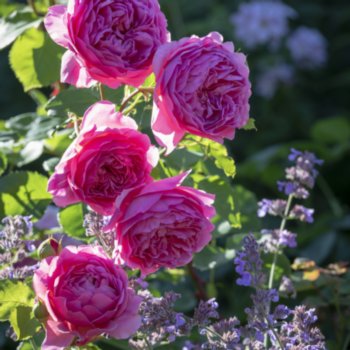 Rosa 'Princess Alexandra of Kent'