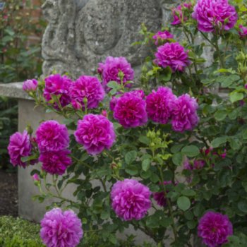 Rosa 'Princess Anne'