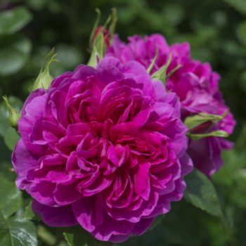 Rosa 'Princess Anne'