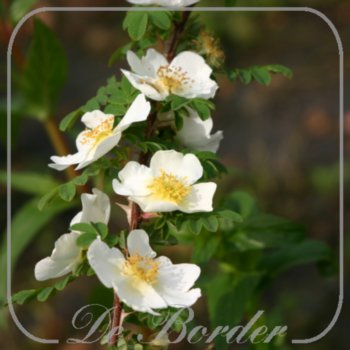 Rosa 'Pteracantha' (omeiensis) --