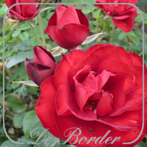 rosa-pussta-273 Rosa 'Pussta'