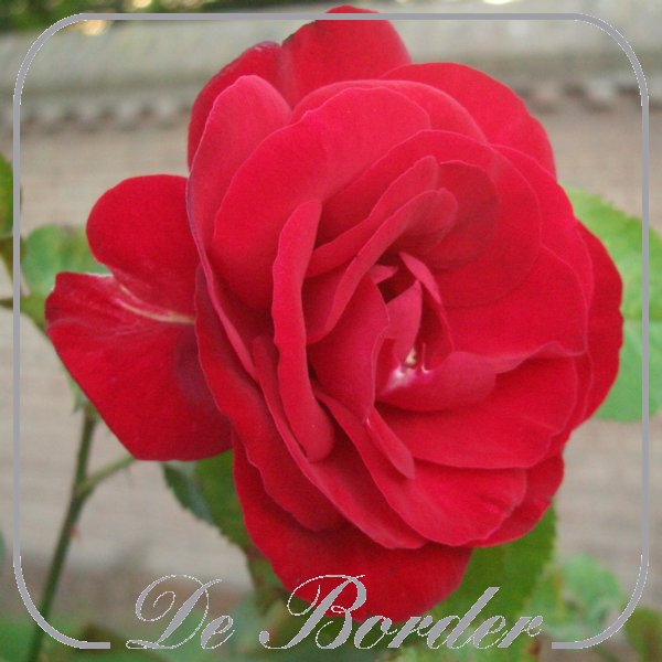 rosa-pussta-485 Rosa 'Pussta'