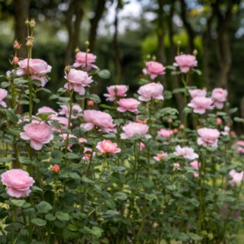 Rosa 'Queen of Sweden'