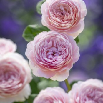 Rosa 'Queen of Sweden'