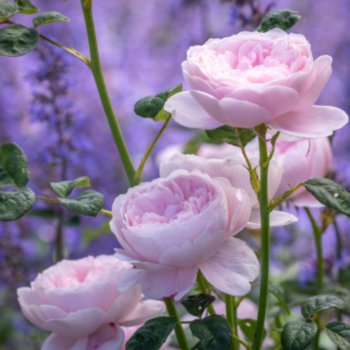 Rosa 'Queen of Sweden'