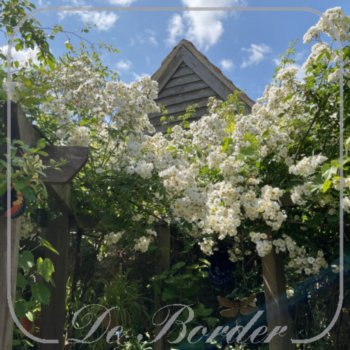 Rosa 'Rambling Rector'