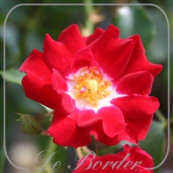 Rosa 'Rambling Rosie'