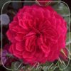 Rosa 'Red Leonardo Da Vinci'