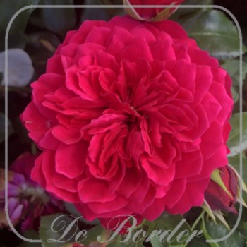 Rosa 'Red Leonardo Da Vinci'