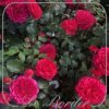 Rosa 'Red Leonardo Da Vinci'