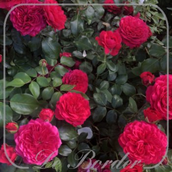 Rosa 'Red Leonardo Da Vinci'