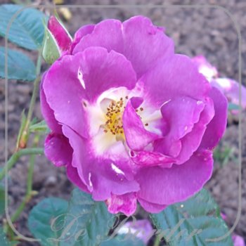 Rosa 'Rhapsody in Blue'