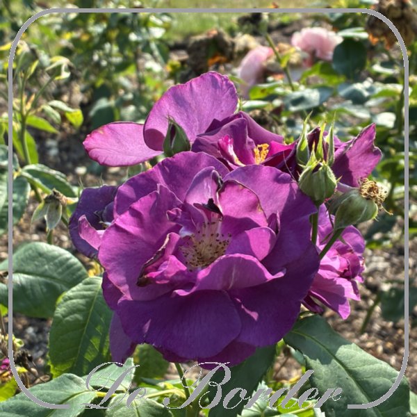 Rosa 'Rhapsody in Blue'