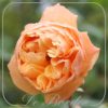 Rosa 'Roald Dahl'