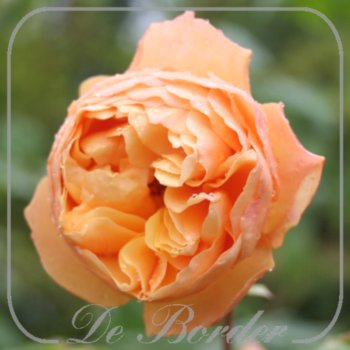 Rosa 'Roald Dahl'