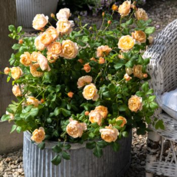 Rosa 'Roald Dahl'