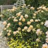 Rosa 'Roald Dahl'
