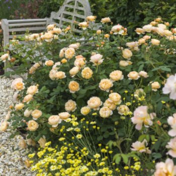 Rosa 'Roald Dahl'