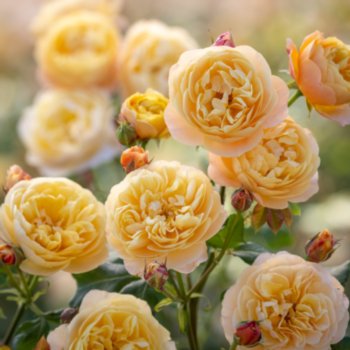 Rosa 'Roald Dahl'