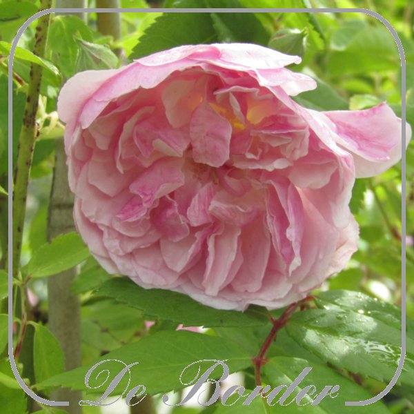 rosa-romantic-siluetta-926 Rosa 'Romantic Siluetta'