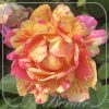 Rosa 'Rose des Cisterciens'
