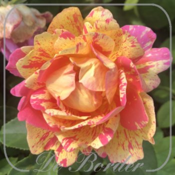 Rosa 'Rose des Cisterciens'