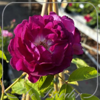 rosa-rosengarten-zweibrucken-in-pot-(55l)-maat-xl-738 Rosa 'Rosengarten Zweibrucken'