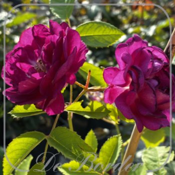rosa-rosengarten-zweibrucken-in-pot-(55l)-maat-xl-740 Rosa 'Rosengarten Zweibrucken'